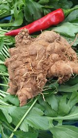 팜모닝 배추·영농일지 게시글 이미지