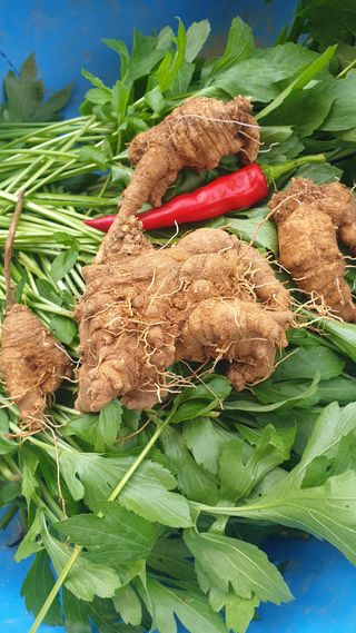 마늘양파참님의 배추 · 영농일지 작성글 사진