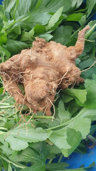 마늘양파참님의 배추 · 영농일지 작성글 사진