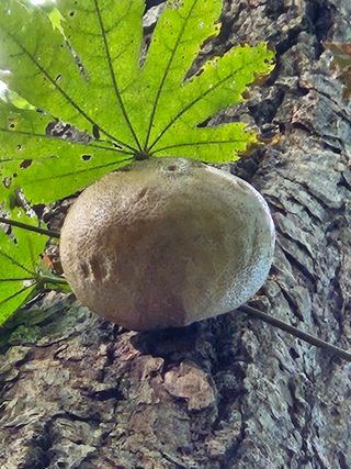 김시헌 님의 기타작물 · 영농일지 작성글 사진