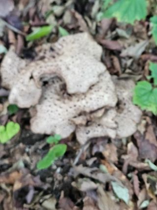 김시헌 님의 기타작물 · 영농일지 작성글 사진