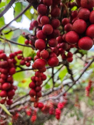 김시헌 님의 기타작물 · 영농일지 작성글 사진