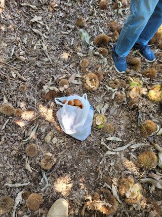 홍가네수정농장님의 기타작물 · 영농일지 작성글 사진