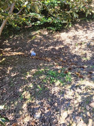 홍가네수정농장님의 기타작물 · 영농일지 작성글 사진