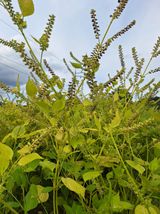 팜모닝 들깨·영농일지 게시글 이미지