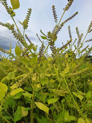 상추20970님의 들깨 · 영농일지 작성글 사진