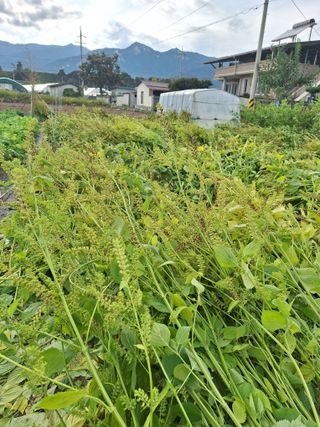 상추20970님의 들깨 · 영농일지 작성글 사진