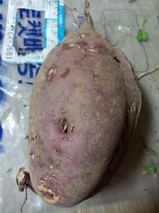 두릅나무16580님의 자유주제 · 자유게시판 작성글 사진