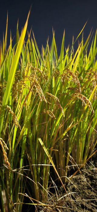 홍천 손춘목 님의 자유주제 · 자유게시판 작성글 사진