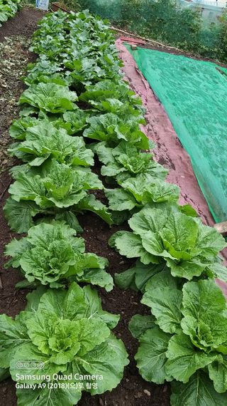 김한일(유랑자)님의 자유주제 · 자유게시판 작성글 사진