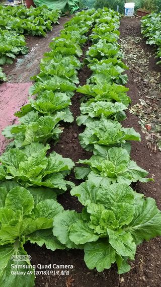 김한일(유랑자)님의 자유주제 · 자유게시판 작성글 사진