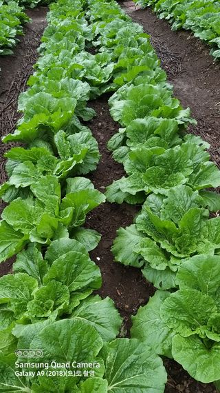 김한일(유랑자)님의 자유주제 · 자유게시판 작성글 사진