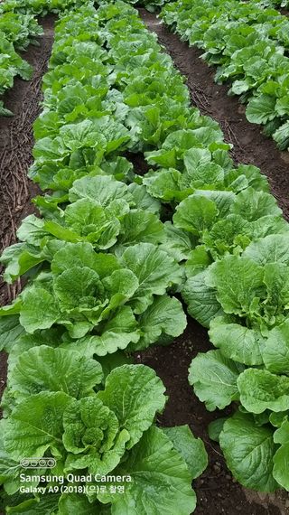 김한일(유랑자)님의 자유주제 · 자유게시판 작성글 사진