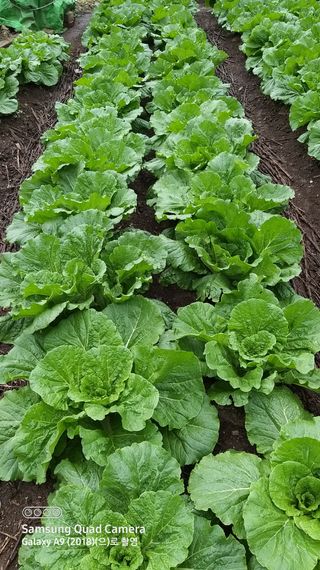 김한일(유랑자)님의 자유주제 · 자유게시판 작성글 사진