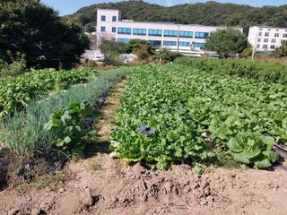 박선희님의 배추 · 영농일지 작성글 사진