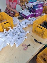 팜모닝 포도·영농일지 게시글 이미지