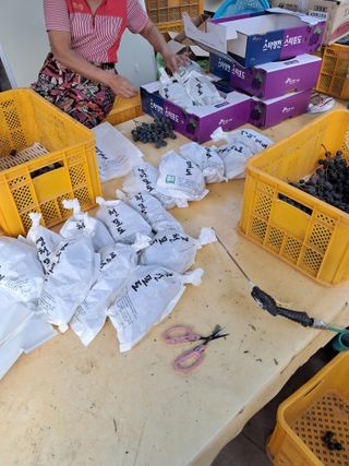 꿈속의농원님의 포도 · 영농일지 작성글 사진