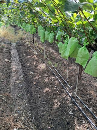 꿈속의농원님의 포도 · 영농일지 작성글 사진