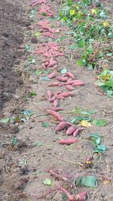 팜모닝 자유주제·자유게시판 게시글 이미지