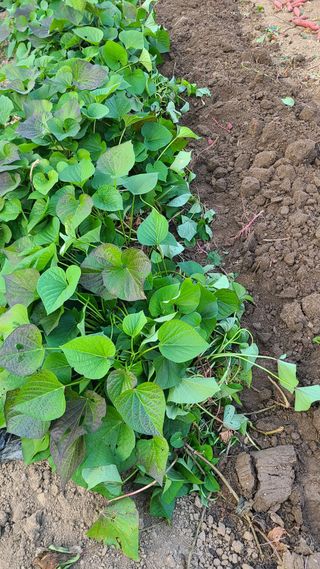 매실6483만물박사님의 자유주제 · 자유게시판 작성글 사진