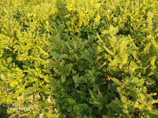 홍순오님의 들깨 · 영농일지 작성글 사진