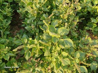 홍순오님의 들깨 · 영농일지 작성글 사진