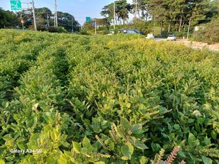 홍순오님의 들깨 · 영농일지 작성글 사진