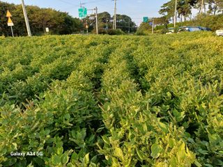 홍순오님의 들깨 · 영농일지 작성글 사진