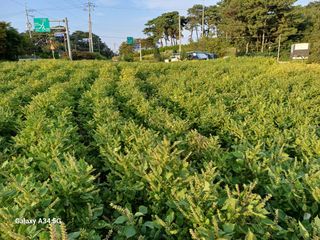 홍순오님의 들깨 · 영농일지 작성글 사진