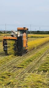 팜모닝 벼·영농일지 게시글 이미지