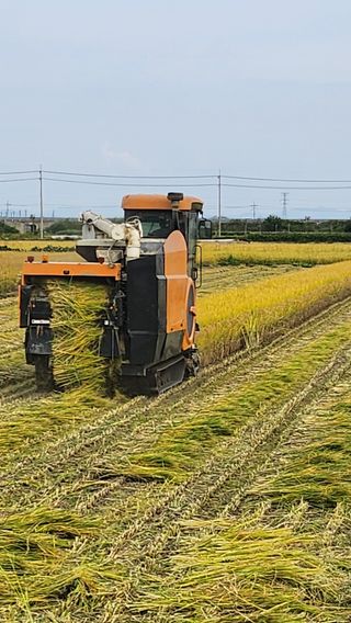 김종만님의 벼 · 영농일지 작성글 사진