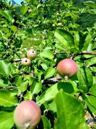 백우현님의 사과 · 영농일지 작성글 사진