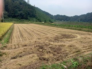 봉골농장님의 자유주제 · 자유게시판 작성글 사진