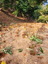 팜모닝 기타작물·영농일지 게시글 이미지