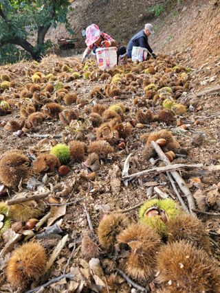 홍가네수정농장님의 기타작물 · 영농일지 작성글 사진