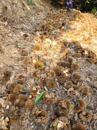 홍가네수정농장님의 기타작물 · 영농일지 작성글 사진