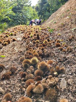 홍가네수정농장님의 기타작물 · 영농일지 작성글 사진