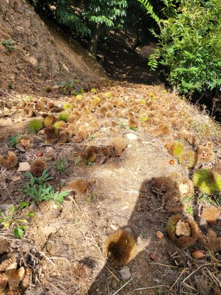 홍가네수정농장님의 기타작물 · 영농일지 작성글 사진