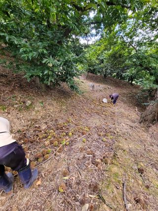 홍가네수정농장님의 기타작물 · 영농일지 작성글 사진