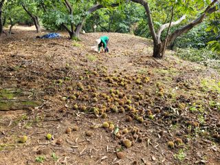 홍가네수정농장님의 기타작물 · 영농일지 작성글 사진