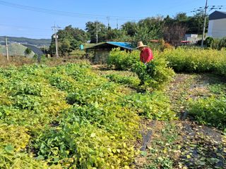 권병☆님의 들깨 · 영농일지 작성글 사진