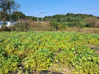 권병☆님의 들깨 · 영농일지 작성글 사진