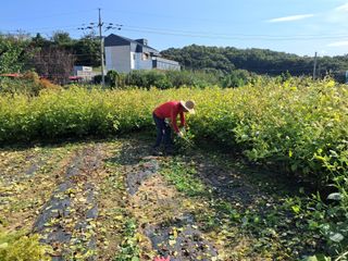 권병☆님의 들깨 · 영농일지 작성글 사진