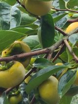 팜모닝 감·영농일지 게시글 이미지