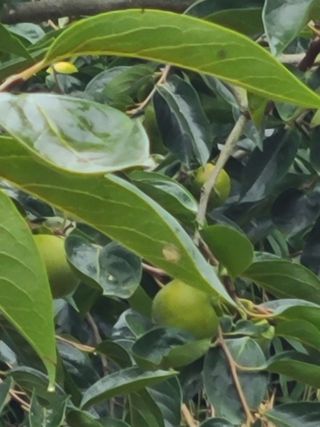 박춘성님의 감 · 영농일지 작성글 사진