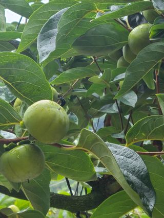 박춘성님의 감 · 영농일지 작성글 사진