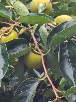 박춘성님의 감 · 영농일지 작성글 사진