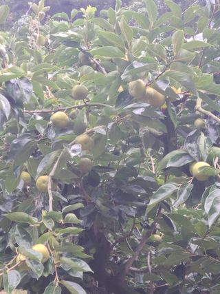 박춘성님의 감 · 영농일지 작성글 사진