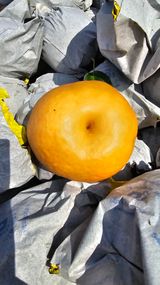 팜모닝 배·영농일지 게시글 이미지