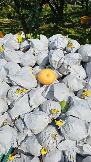 박진오님의 배 · 영농일지 작성글 사진